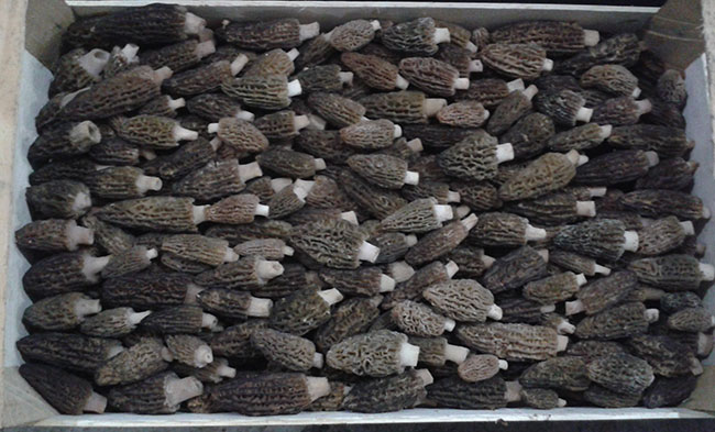 Dried morels — AERUS DOOEL gallery