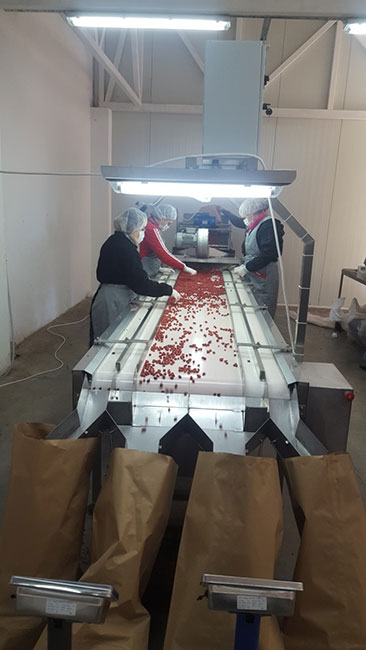 Sorting and processing line for fresh wild mushrooms