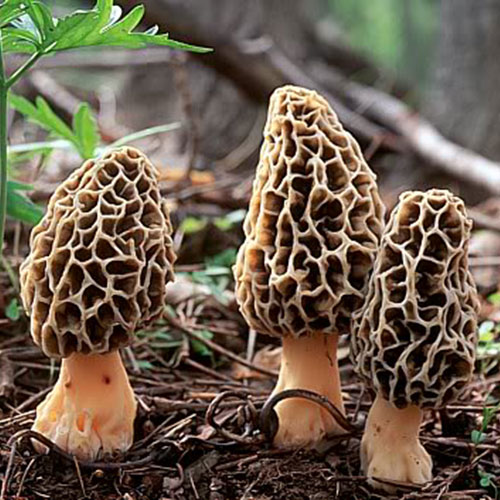Morel (Morchella conica) — wild forest product