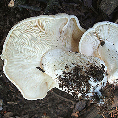 St. George's mushroom (Calocybe gambosa) — wild forest product