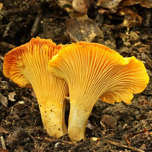 Chanterelle (Cantharellus cibarius) — wild forest product
