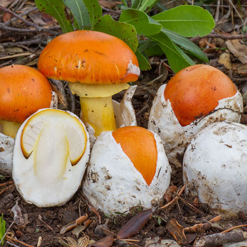 Caesar's mushroom (Amanita caesarea) — wild forest product