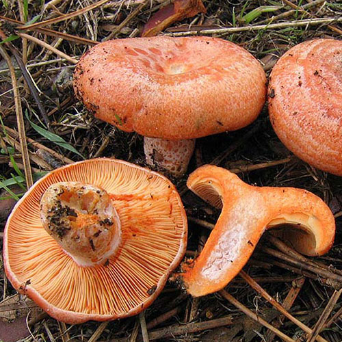Saffron milk cap (Lactarius deliciosus) — wild forest product