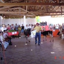 Rinder beim Festumzug im Pavillon