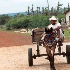Mann auf Eselskarren auf rotem Sandweg