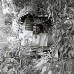 Kleine Holzhütte inmitten tropischen Pflanzenwuchses