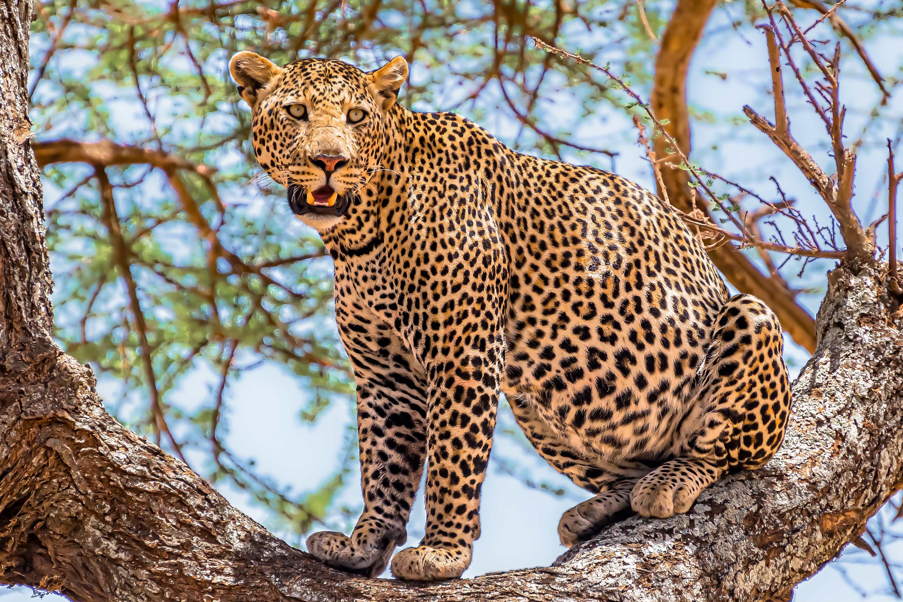 Leopard
