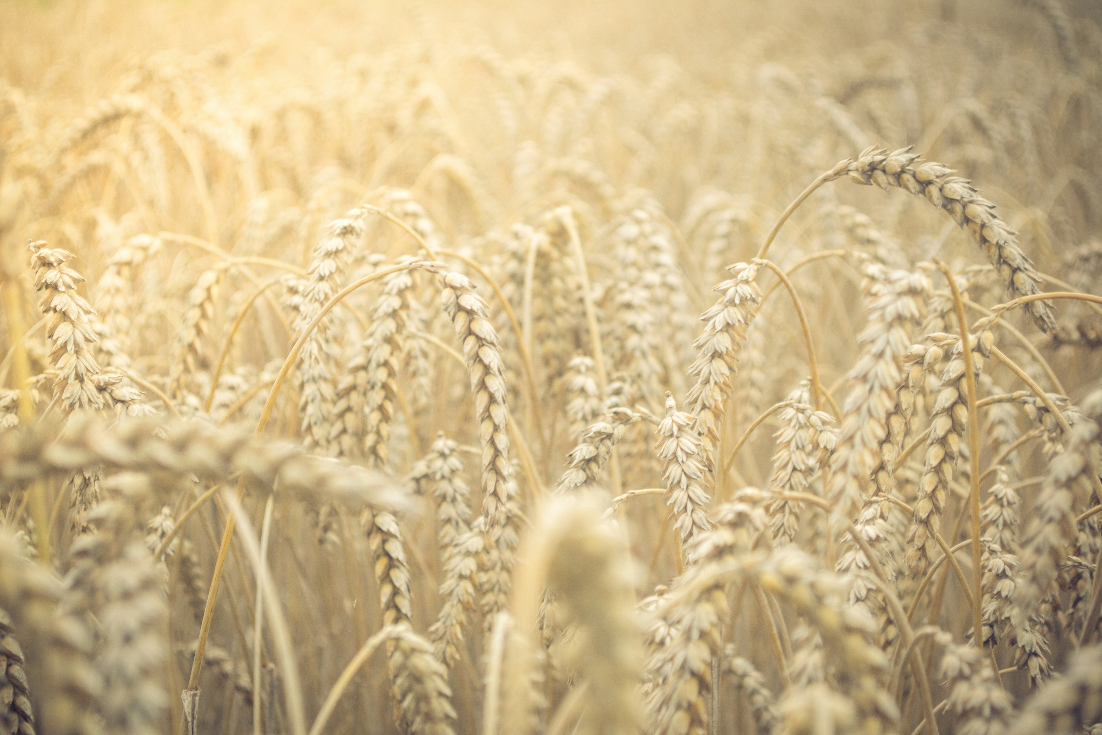 Close-up of golden wheat stalks