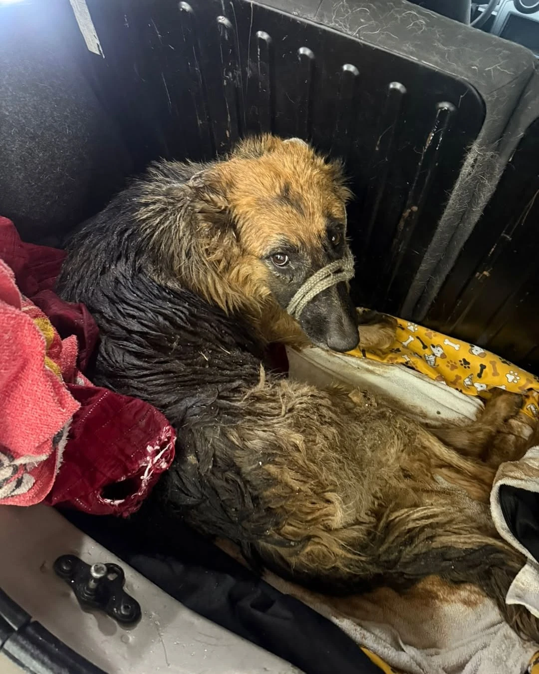 Caramelo antes do resgate