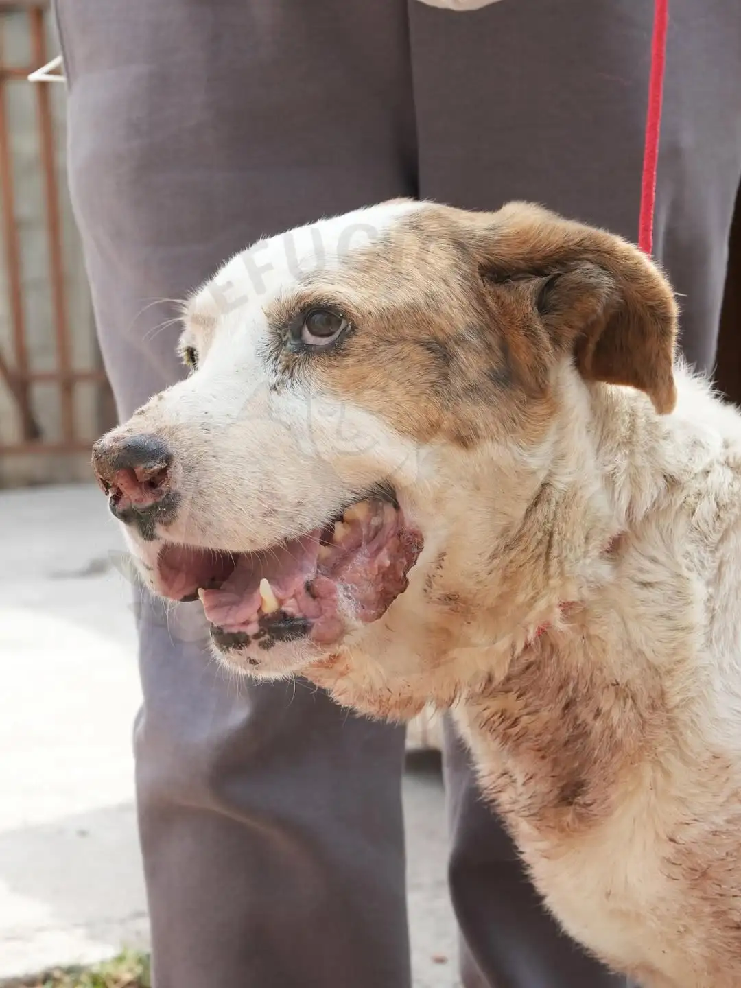 Branco antes do resgate