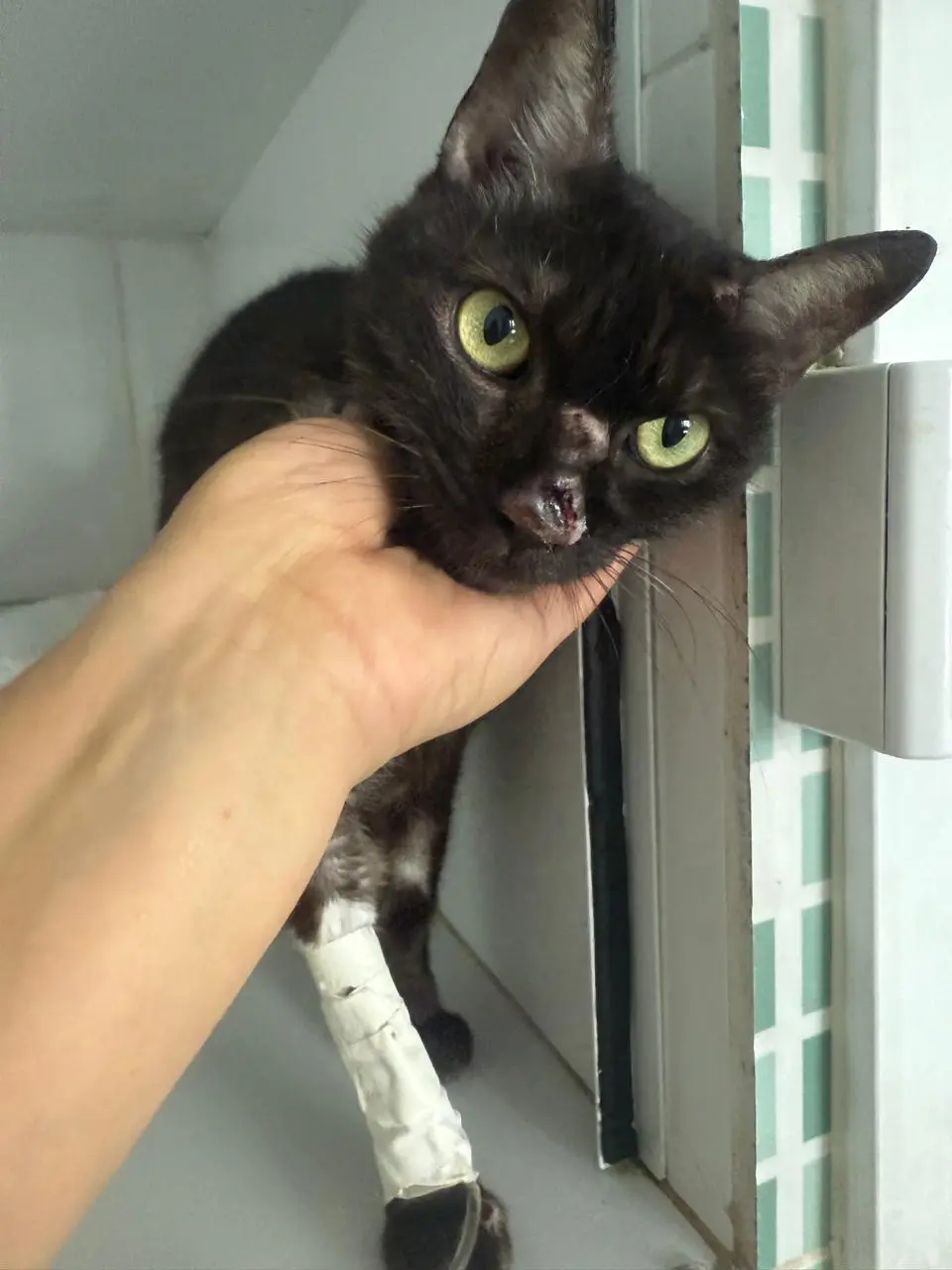 Pantera antes do resgate