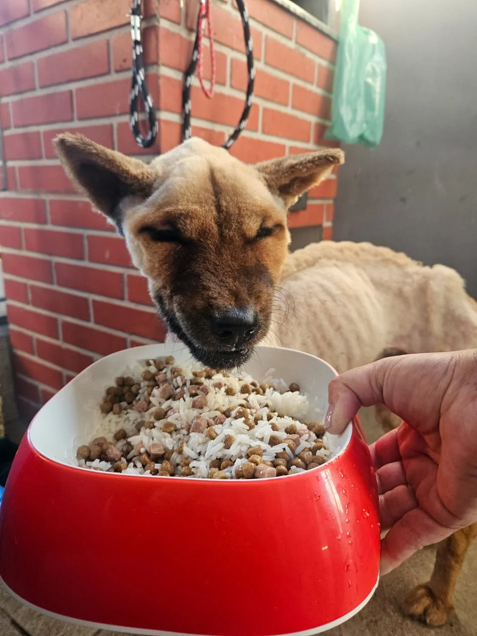 Fofinho antes do resgate