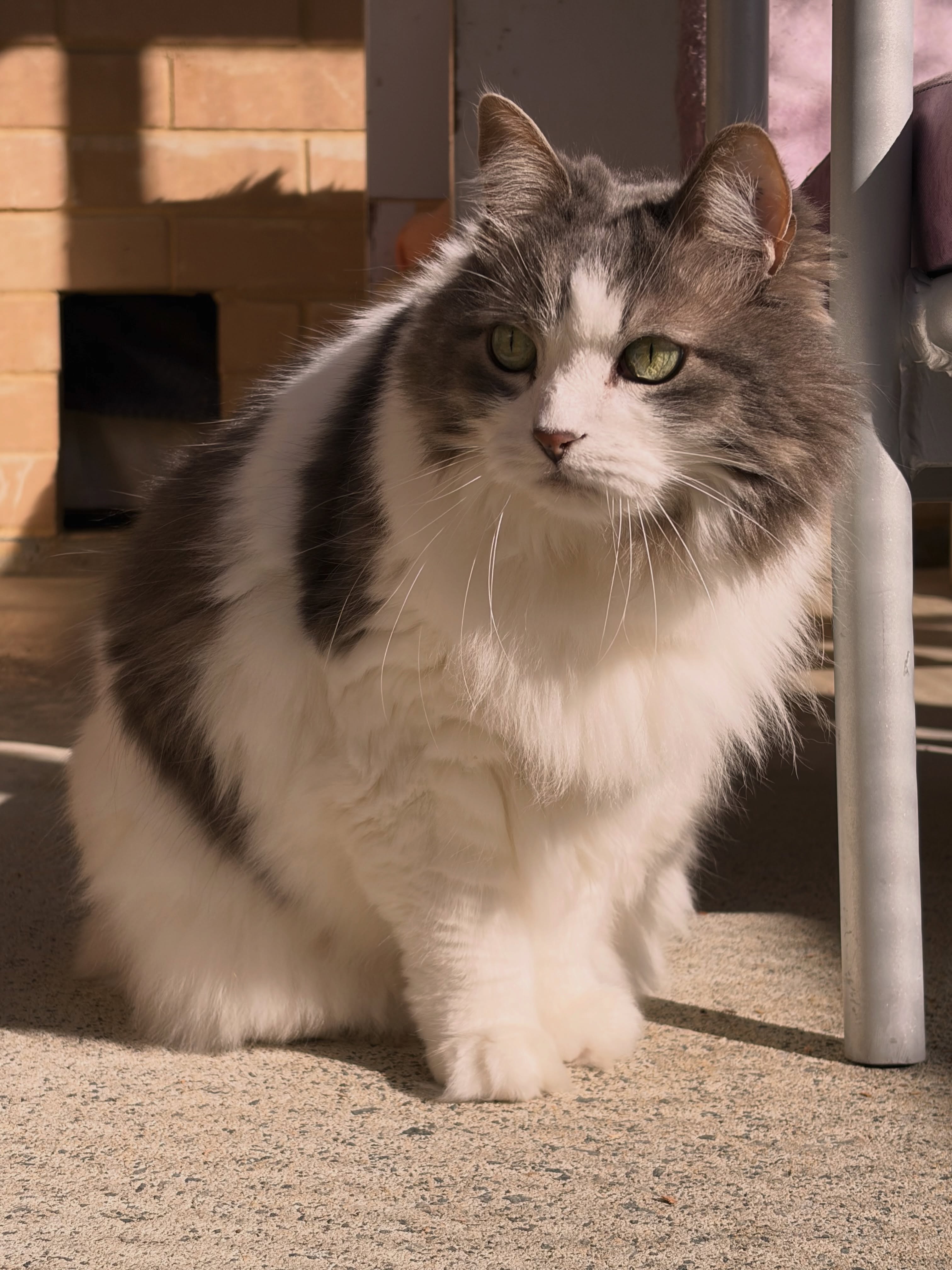 A fluffy grey and white cat enjoying the sunshine at Kitty's Holiday Home