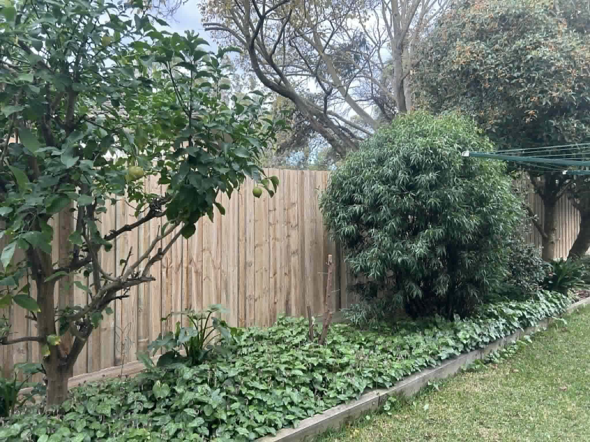 Timber paling fence installation with garden and fruit trees by K and Co Fencing