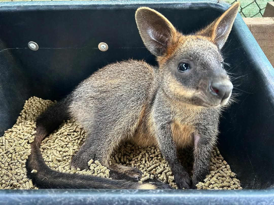 Baby wallaby sitting in a feeding tray at Koala Park Sanctuary