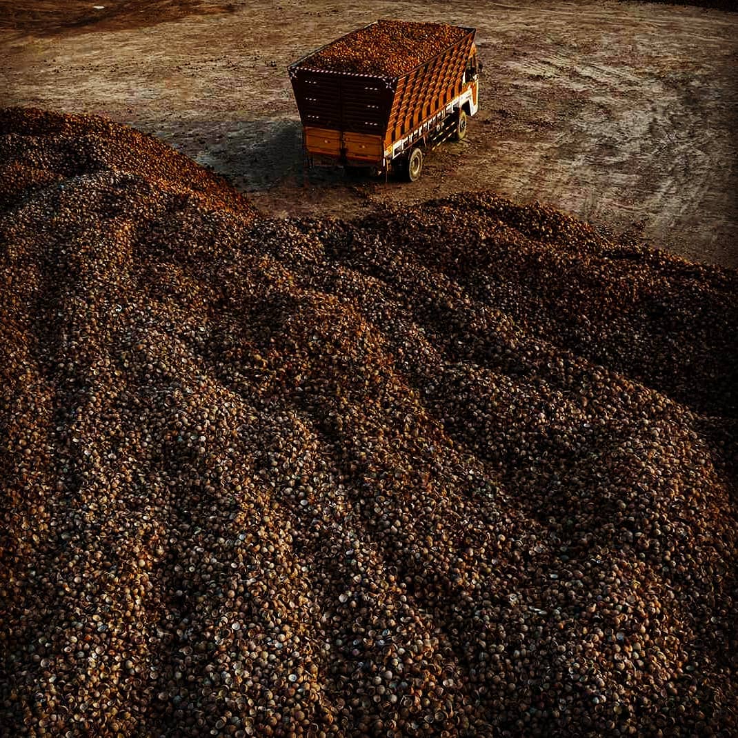 Raw Biomass Feedstock — Charcoal Solutions