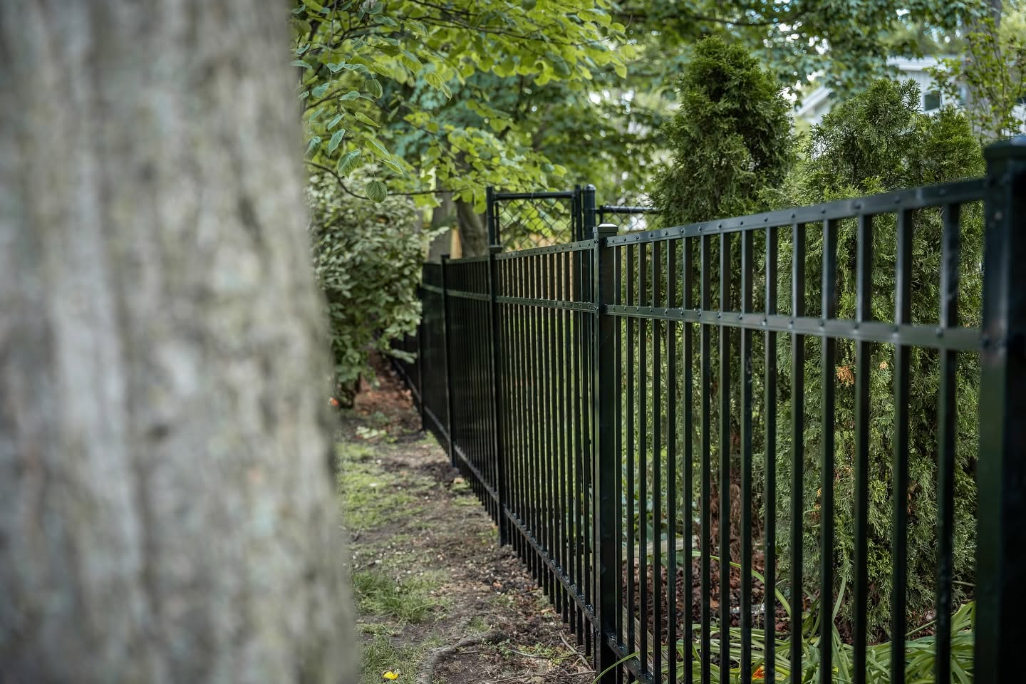 Black steel fence alongside a garden path framed by a large tree trunk