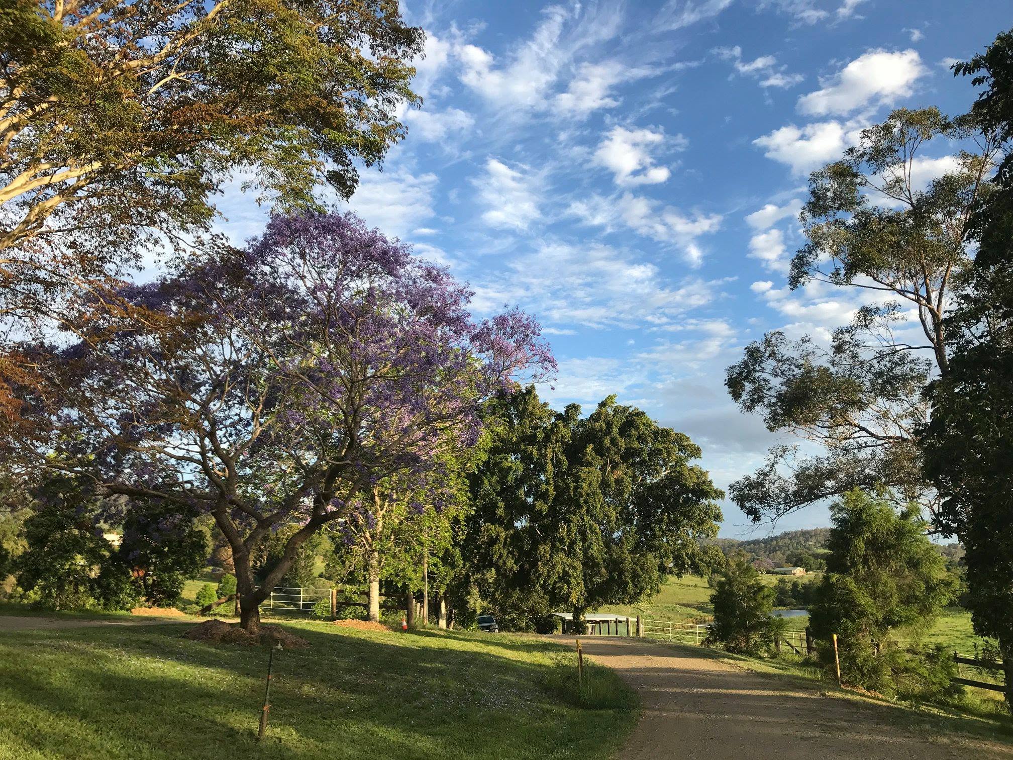 The Dayboro Valley Agistment property driveway lined with trees including a flowering jacaranda, overlooking green paddocks