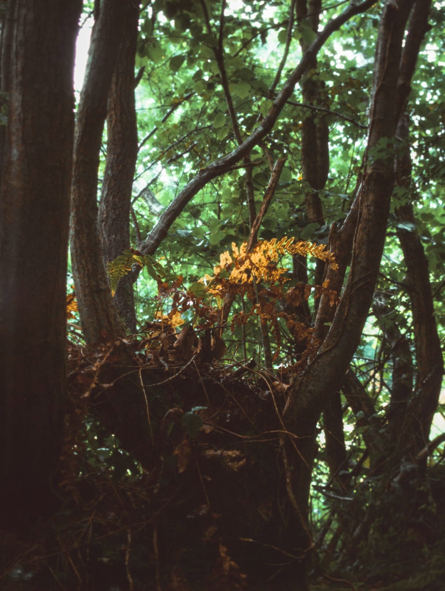Moody forest interior with golden autumn ferns and dark tree trunks — a fine art nature photograph