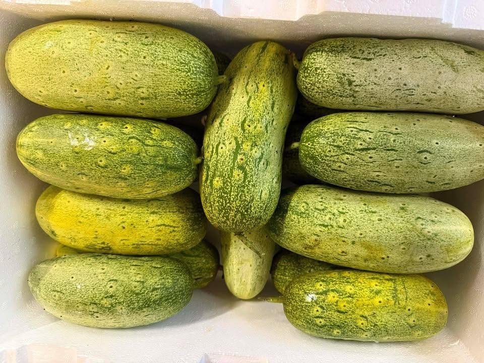 Fresh cucumbers and gourds in a storage bin at Nepalese Indo Bazaar