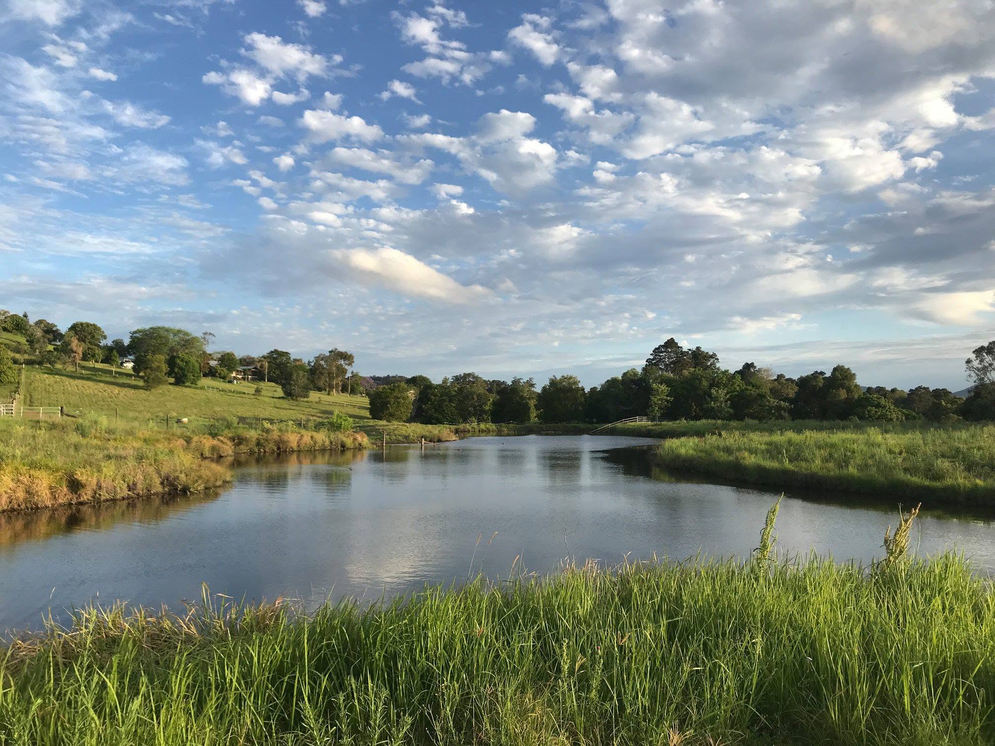 Lush green paddocks and dam on the Dayboro Valley Agistment property