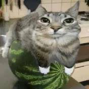 Photo of a real gray tabby cat sitting on top of a striped watermelon
