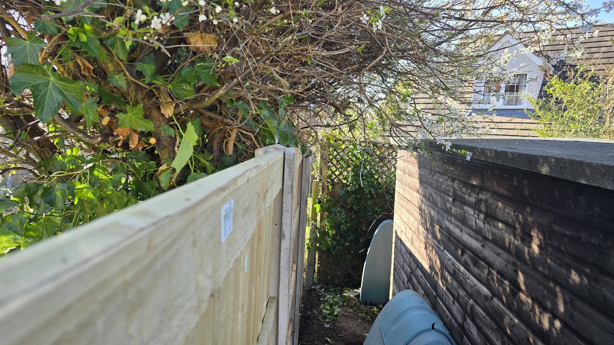 Overgrown garden ready for clean-up — typical Branching Out yard transformation project in eastern Melbourne