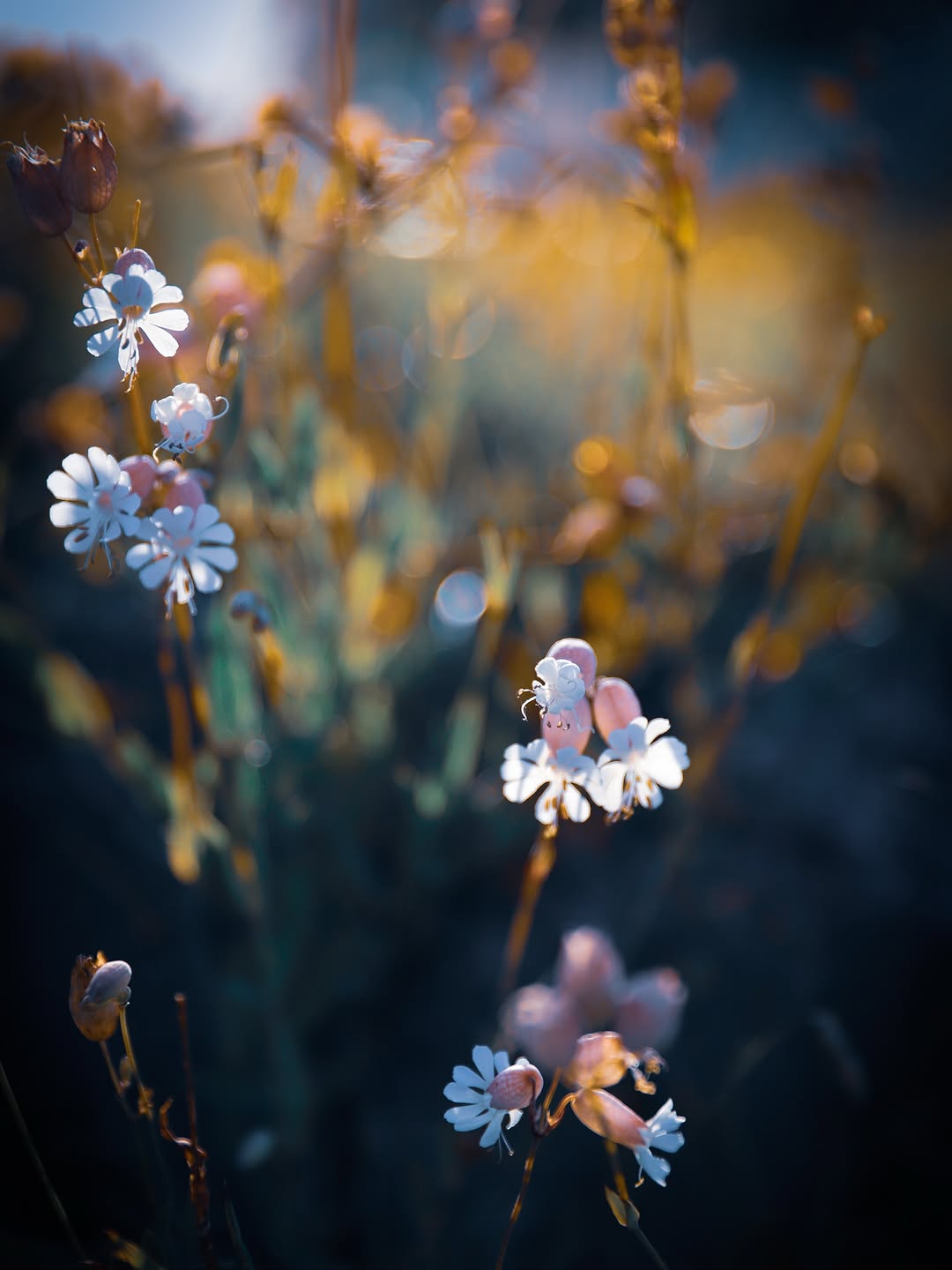Delicate wildflowers with golden bokeh — nature photography