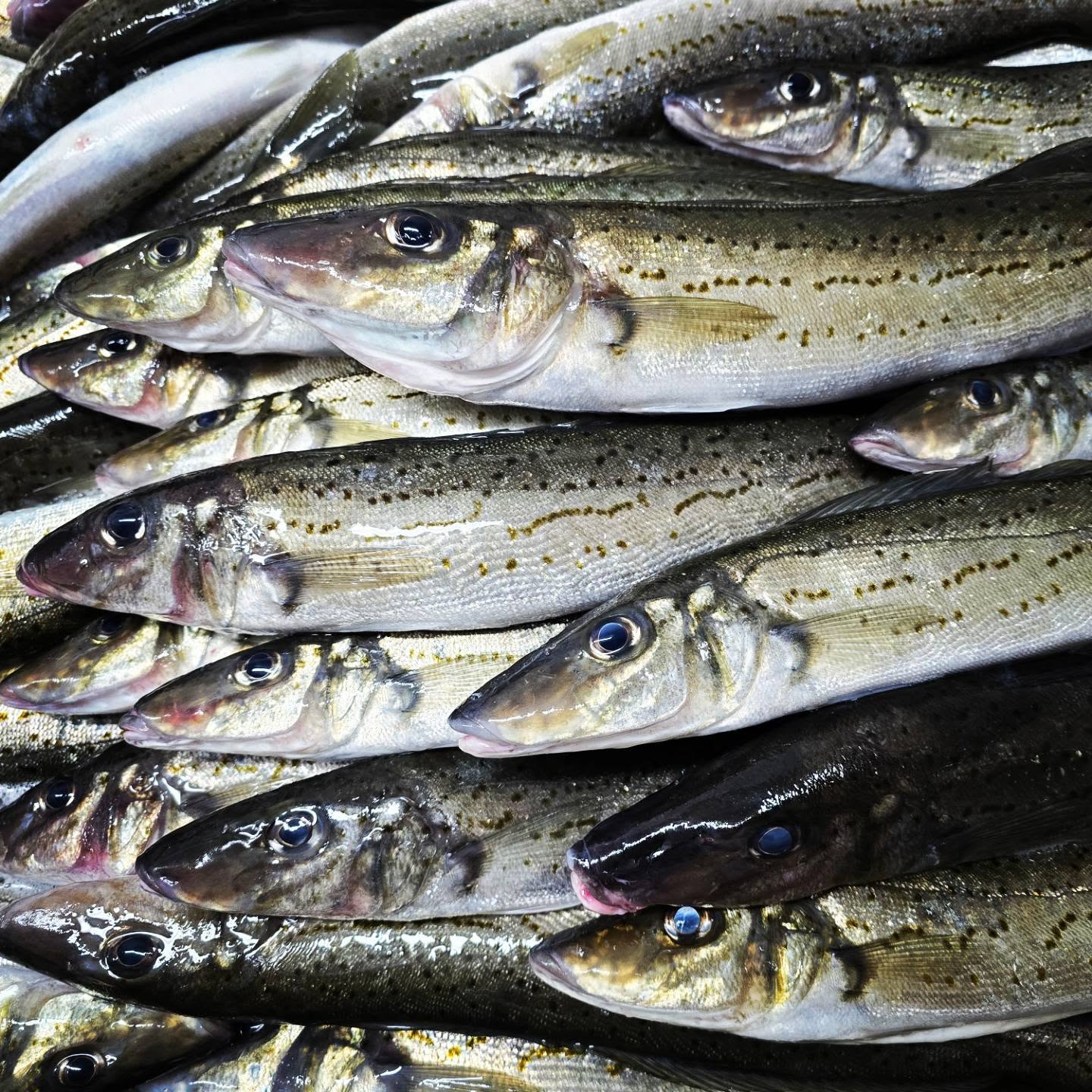 A tightly packed pile of whole silver-green spotted fish