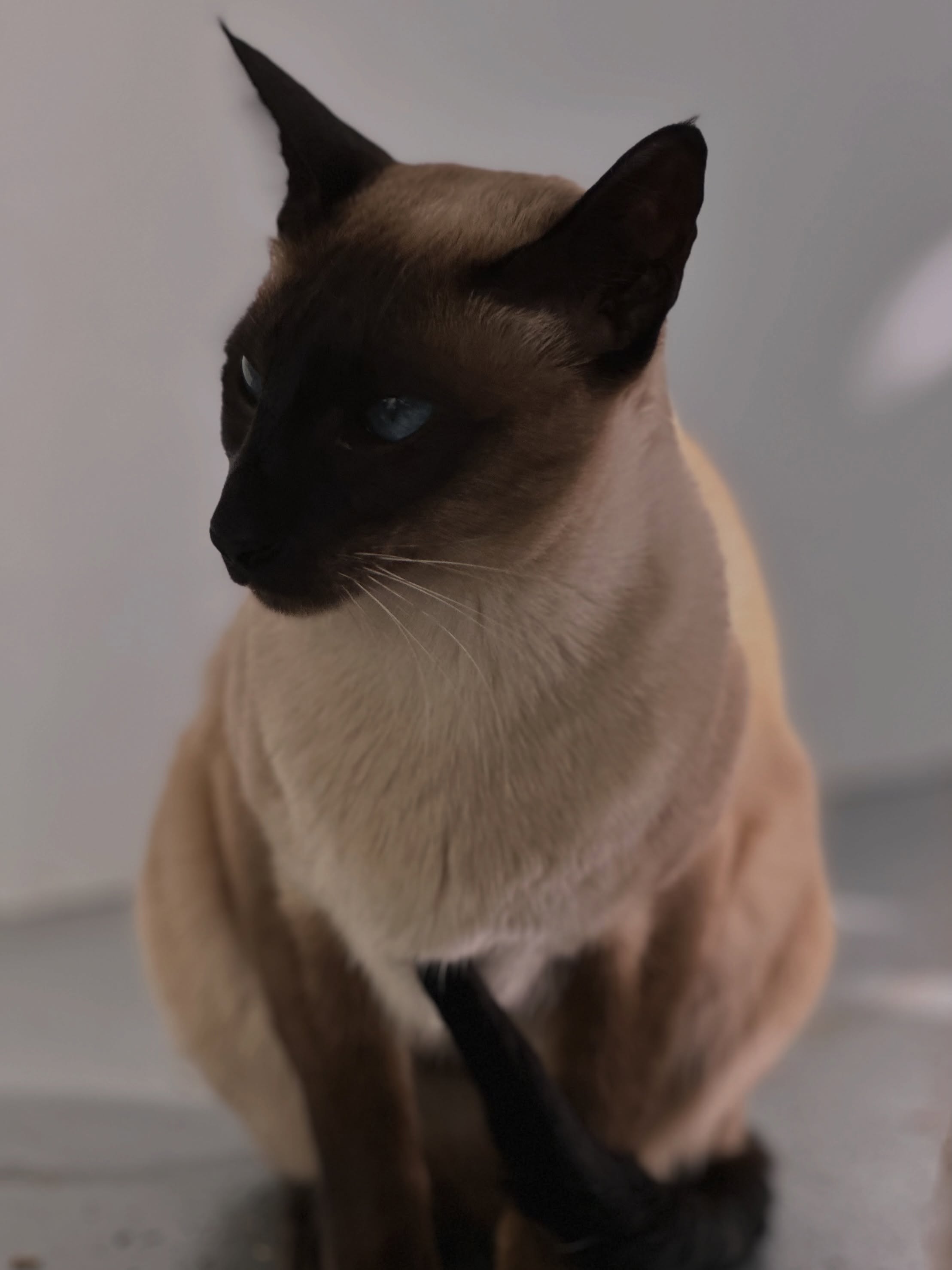 An elegant Siamese cat at Kitty's Holiday Home cattery
