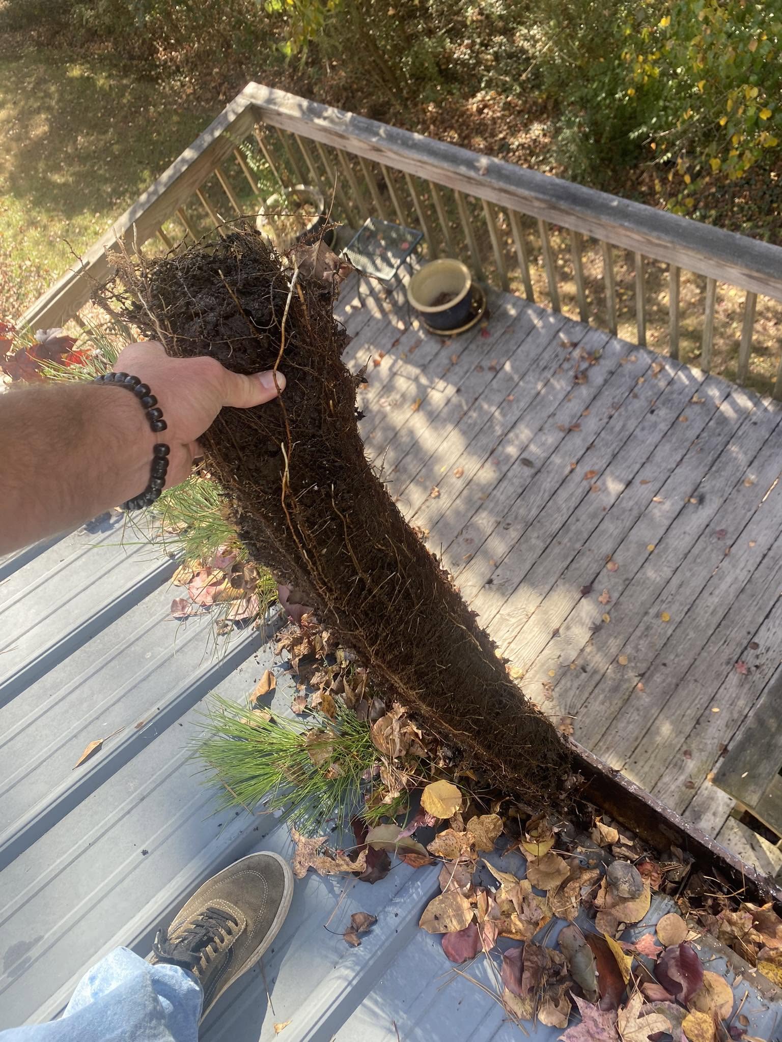 Thick mat of decomposed leaf mulch and roots being lifted from a metal roof gutter