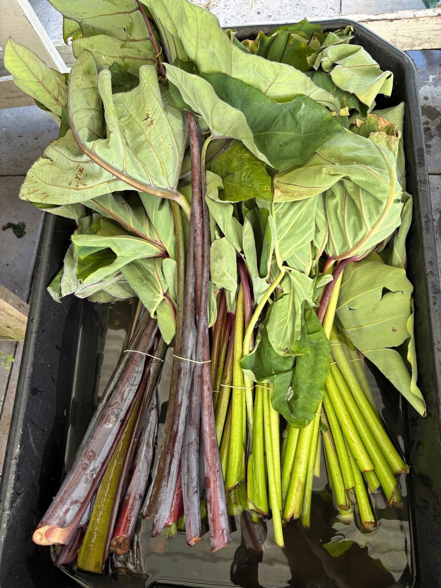 Fresh taro leaves and arbi greens with purple stems soaking in a tray