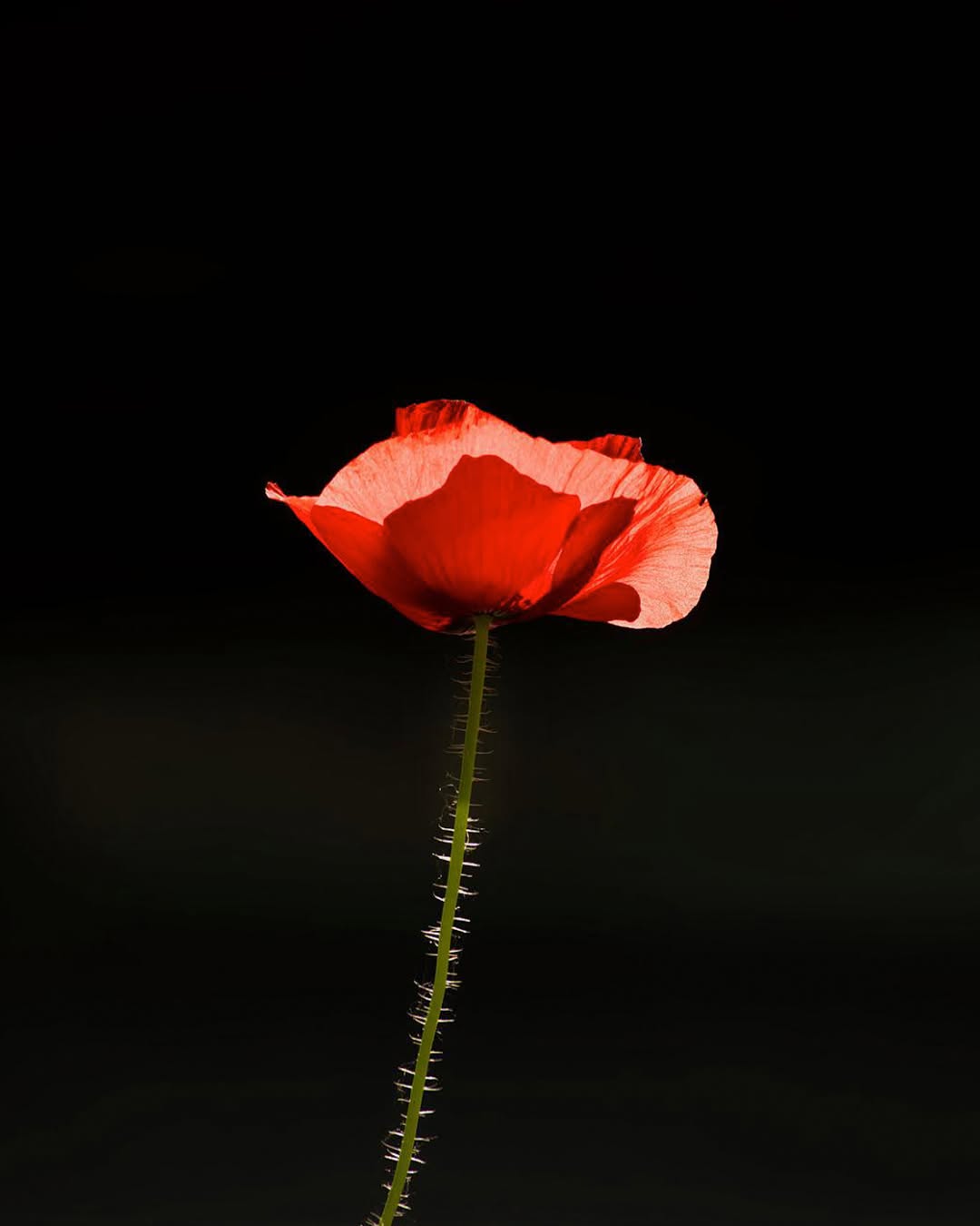Striking red poppy flower on a dark background — nature in bloom