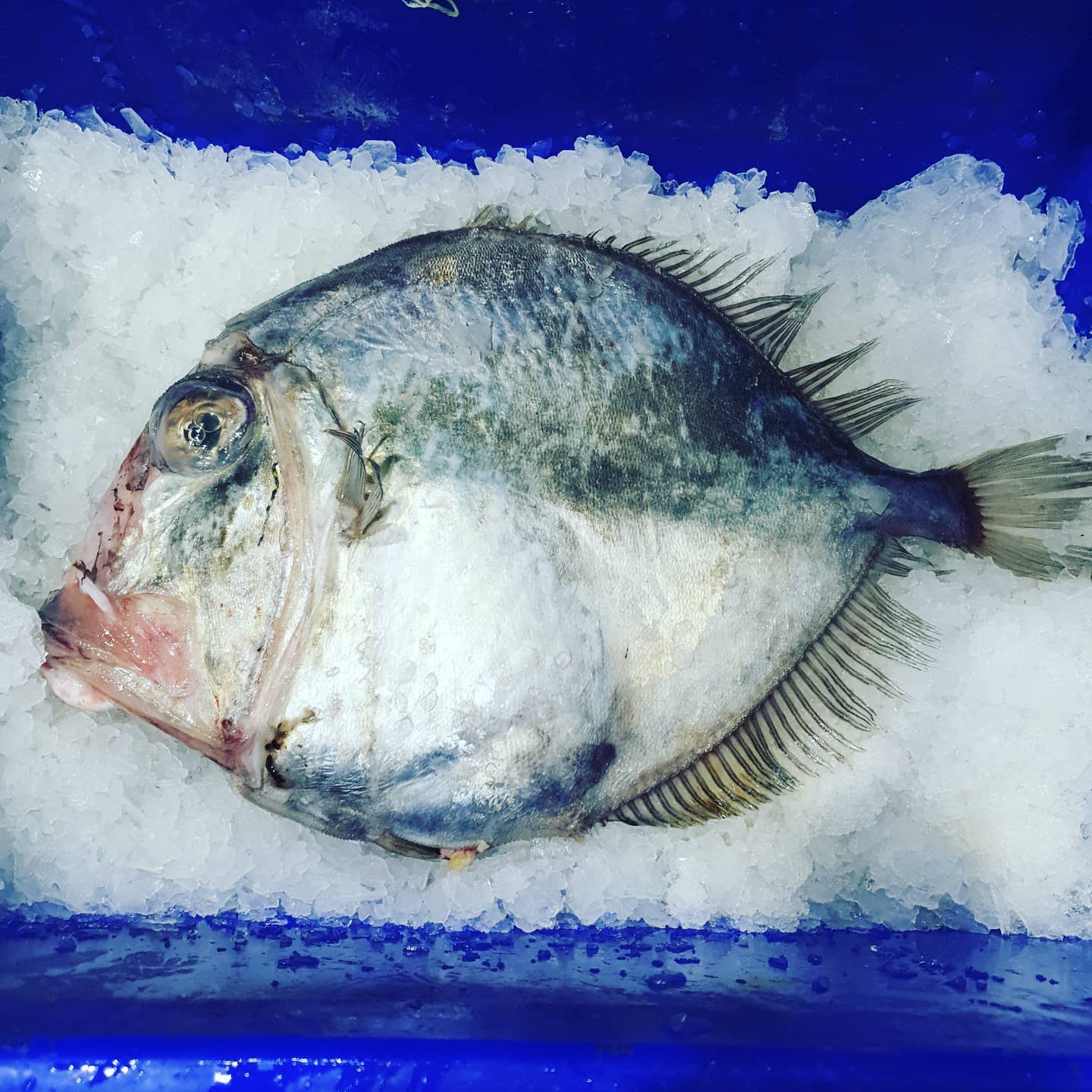 A whole silver fish lying on crushed ice in a blue crate