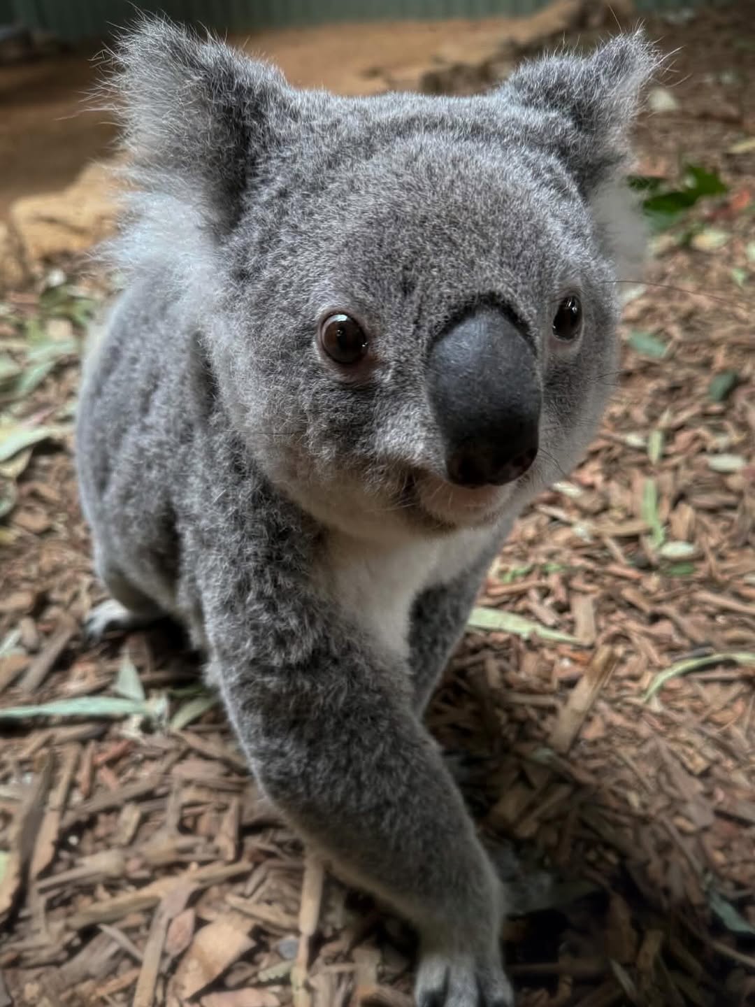 Close-up of an inquisitive koala at Koala Park Sanctuary
