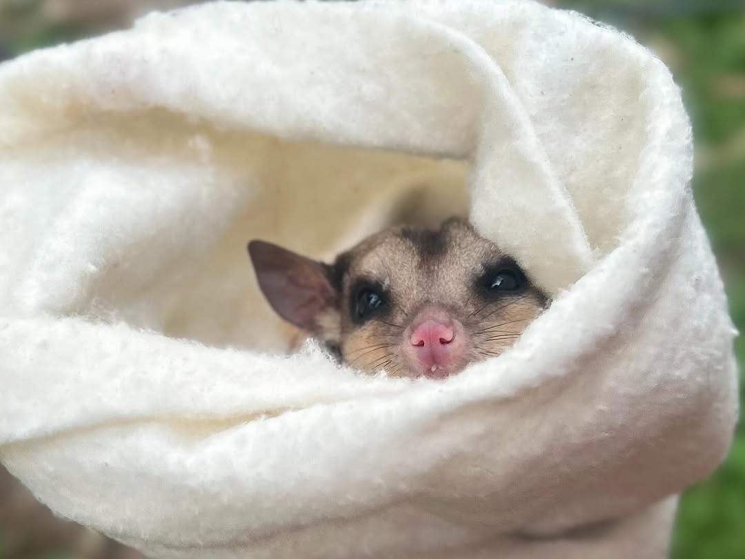 Adorable sugar glider wrapped in a soft white pouch