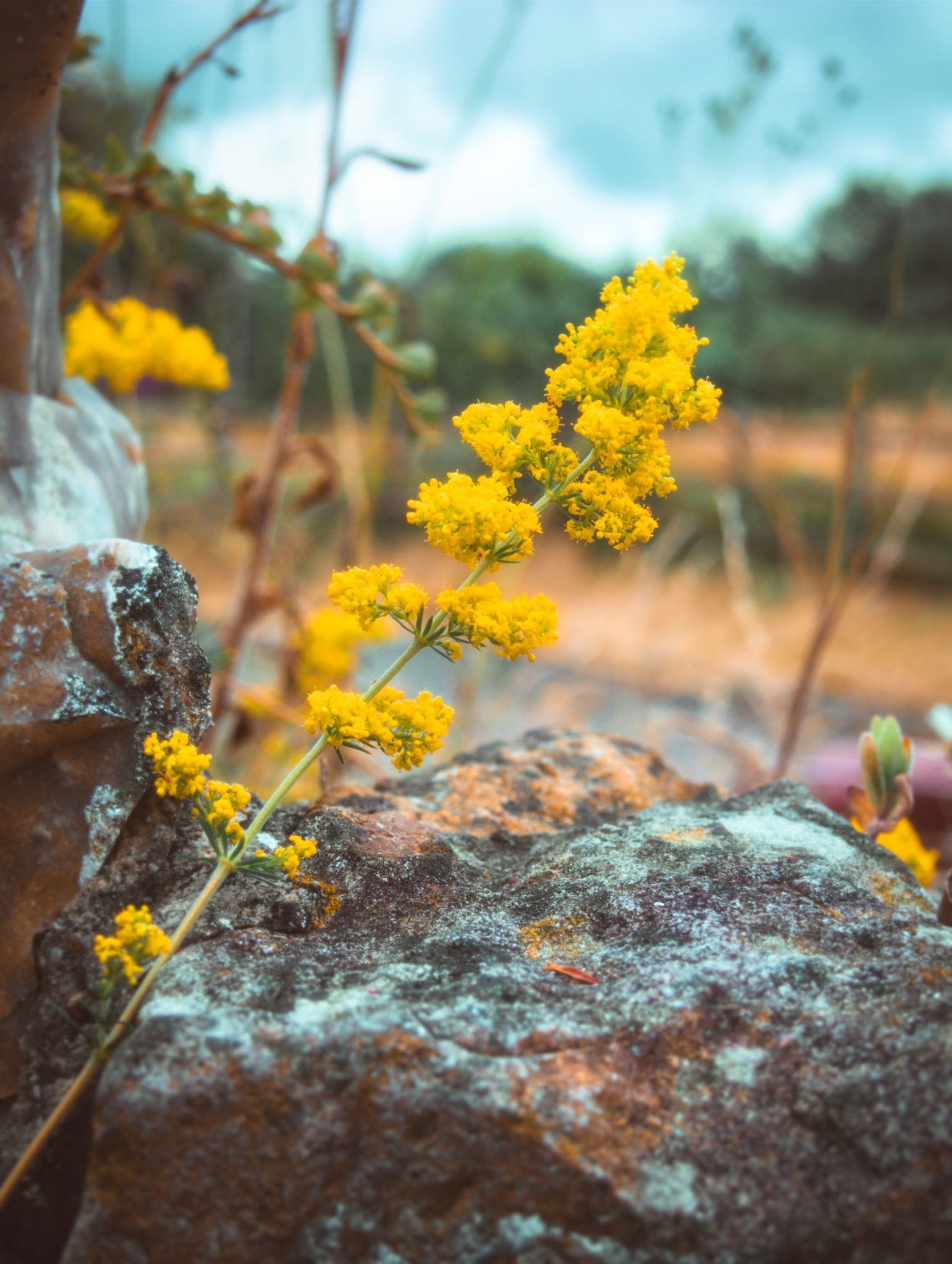 Close-up of vivid yellow wildflowers growing from rocky ground with bokeh background