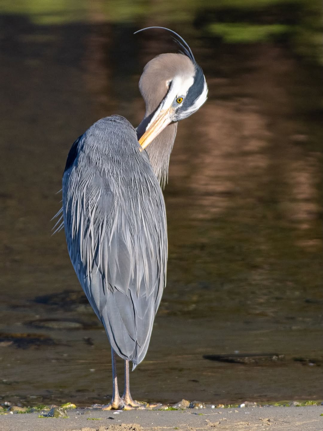 Great Blue Heron standing at water's edge — a challenging wildlife composition that technique training prepares you for