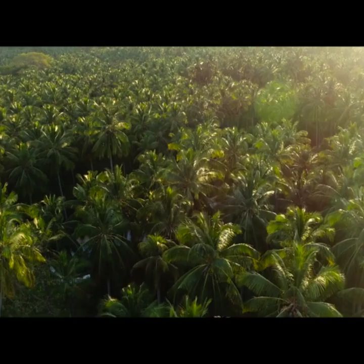 Aerial view of sustainable palm plantation used for charcoal feedstock