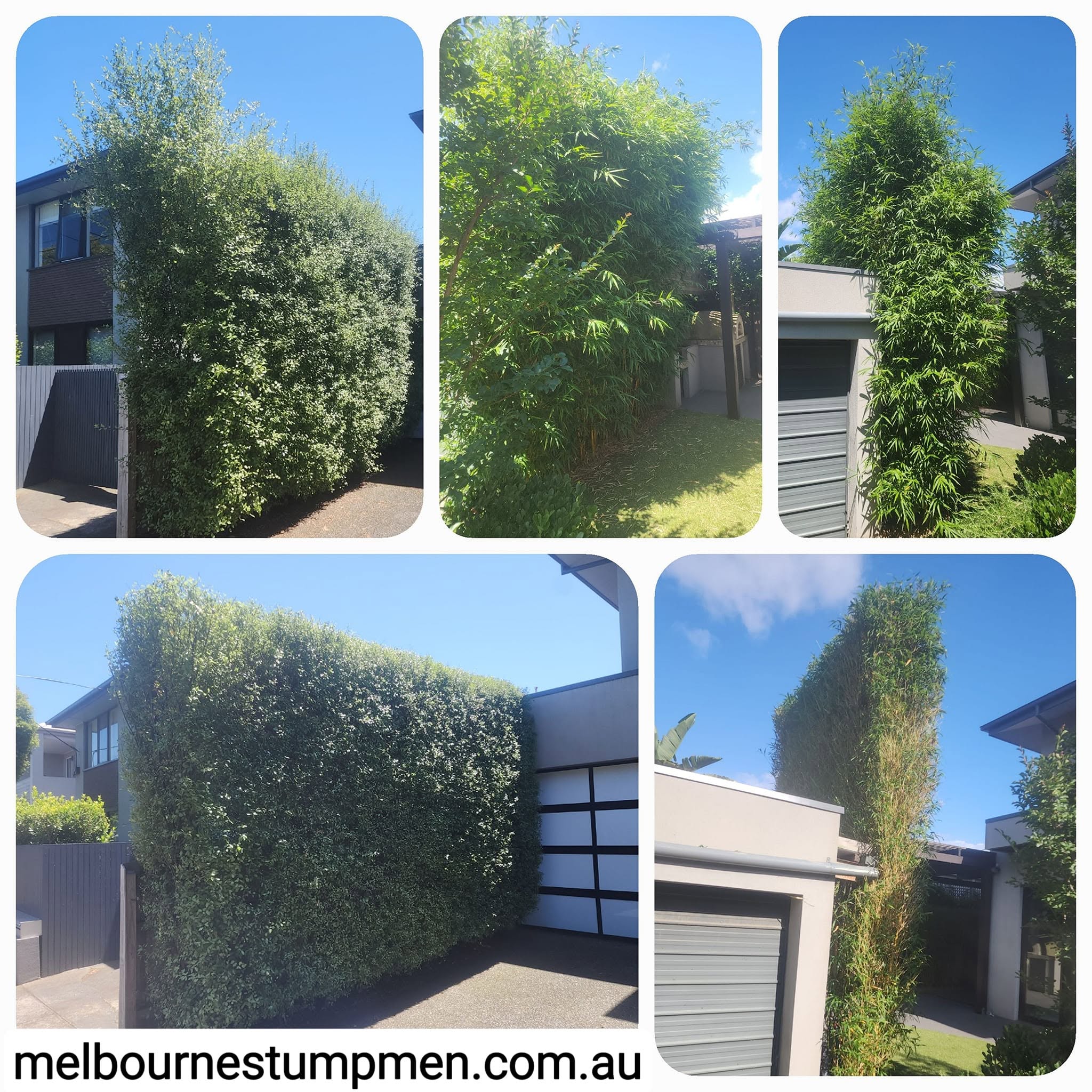 Tall garden hedges trimmed and shaped around Melbourne homes