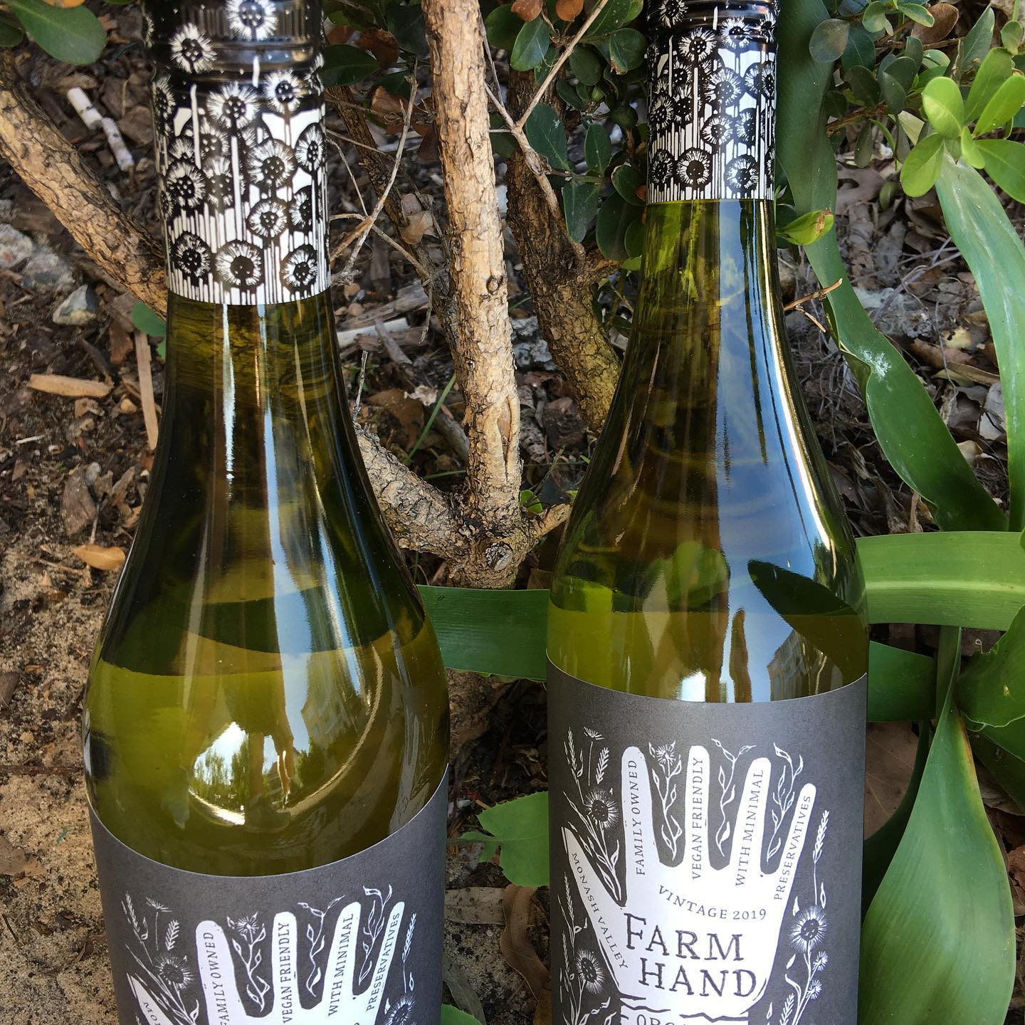 Two bottles of white wine with grey illustrated labels among garden foliage