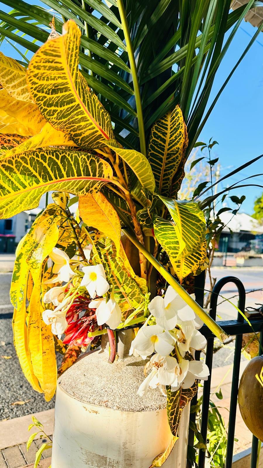 Bright croton and frangipani plants outside Island Rooster cafe — the welcoming tropical entrance