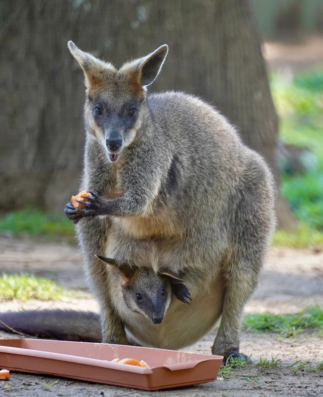 Koala relaxing on eucalyptus branches in Koala Park Sanctuary