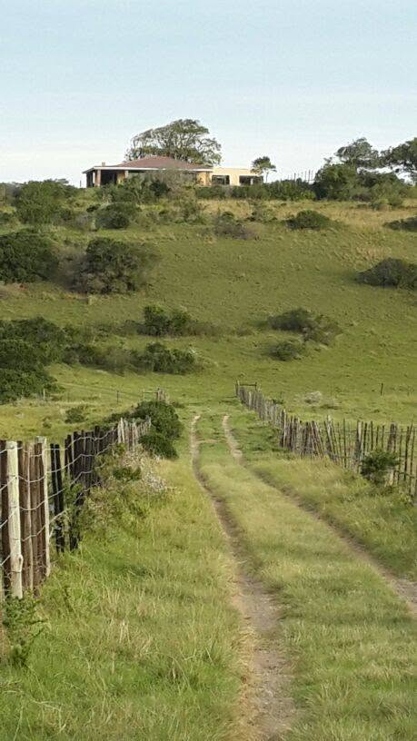 A farm track winding uphill through green paddocks toward the Bellevue Lodge homestead near Goulburn