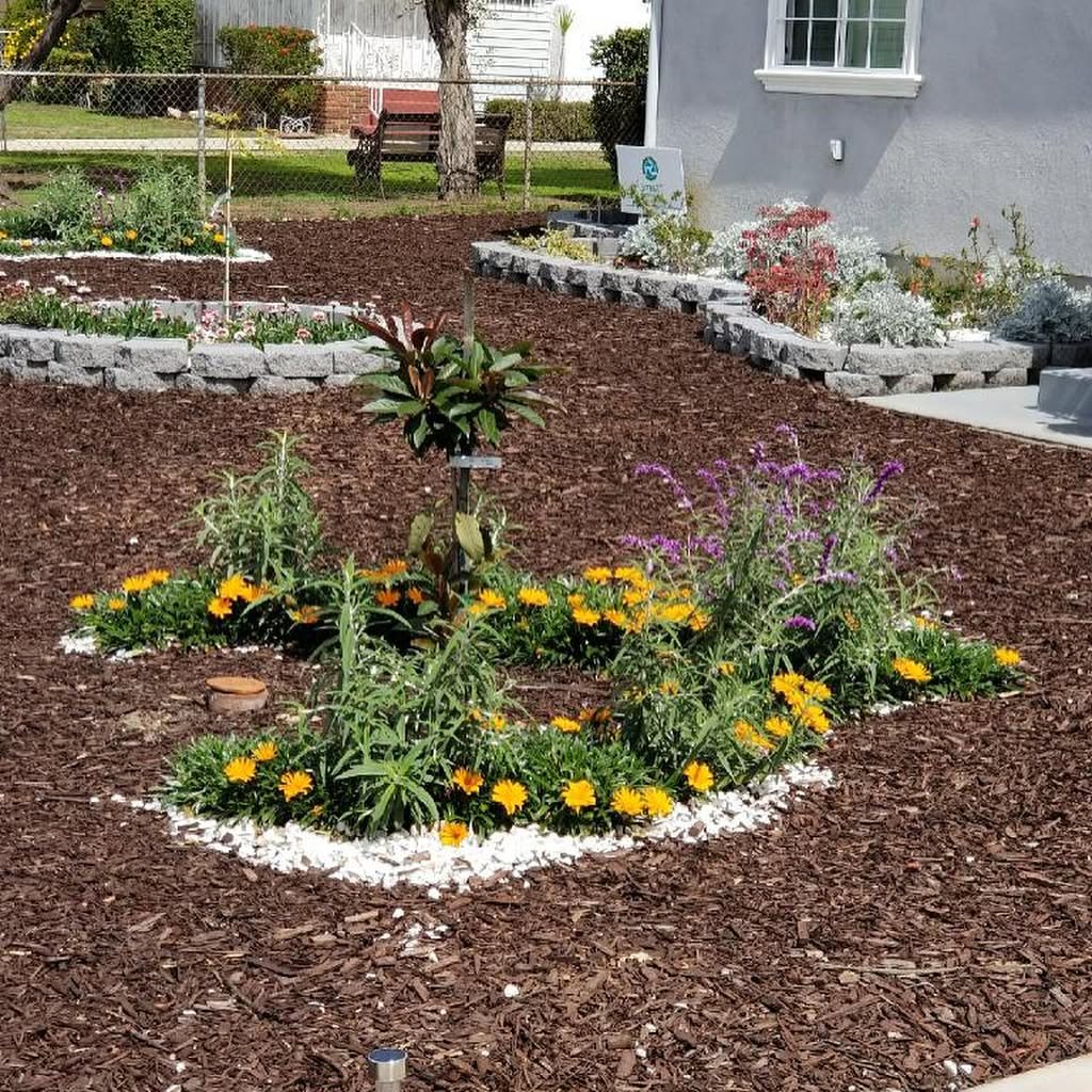 Sustainable garden with colourful native flowers and mulched beds, Narara NSW