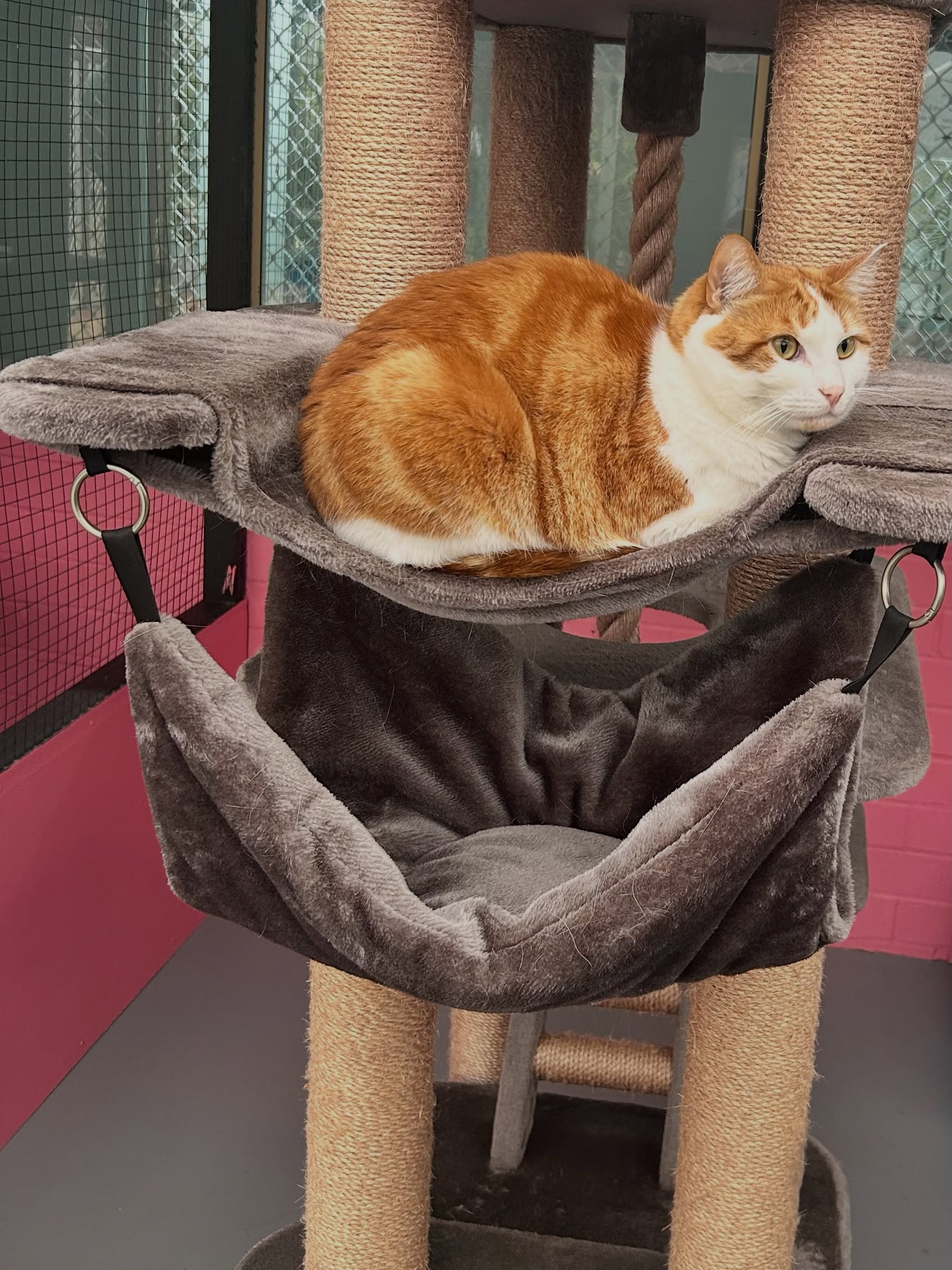 Orange and white cat resting on a comfortable cat tree hammock at Kitty's Holiday Home