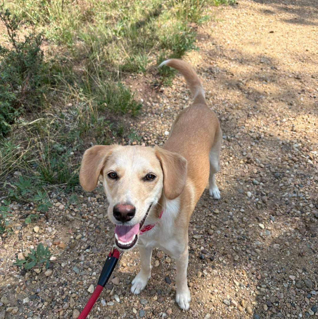 A happy young tan puppy on a red leash on a gravel trail