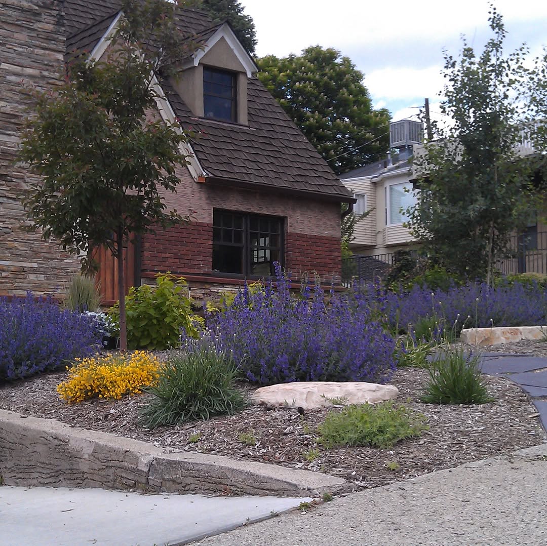 Beautiful purple lavender and wildflower garden beside a stone house, showcasing water-wise sustainable planting