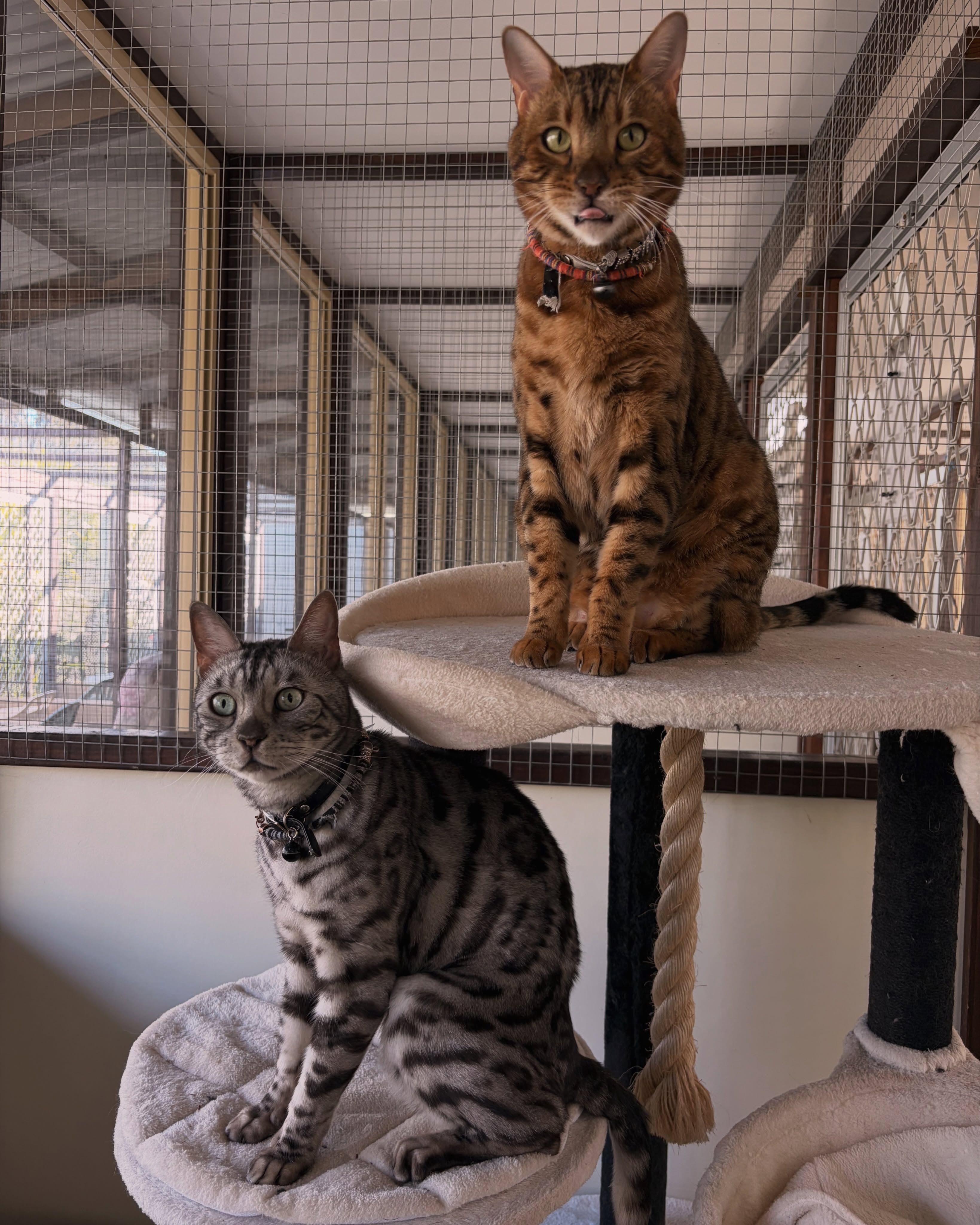 Two Bengal cats relaxing on a cat tree inside the cattery — Kitty's Holiday Home