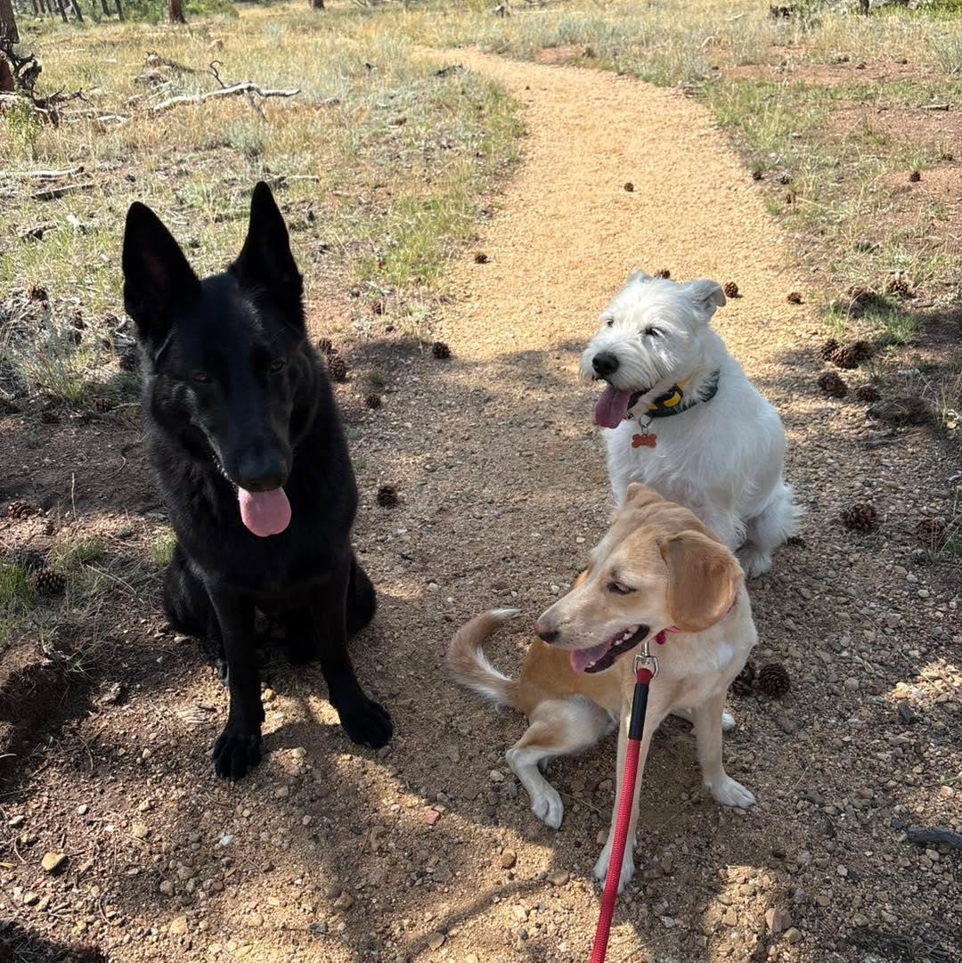 Three happy dogs resting together on a sunlit dirt trail surrounded by trees